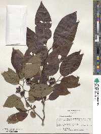 Diospyros virginiana image