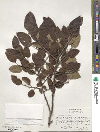 Diospyros virginiana image