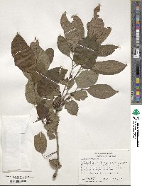 Diospyros virginiana image