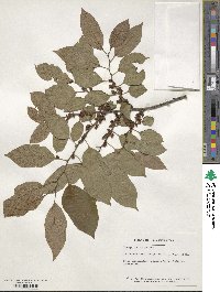 Diospyros virginiana image