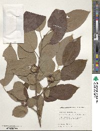 Diospyros virginiana image