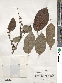 Diospyros virginiana image