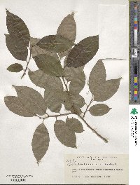 Diospyros virginiana image