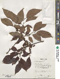 Diospyros virginiana image