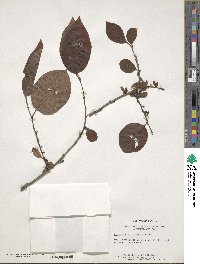 Diospyros virginiana image