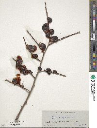 Diospyros virginiana image