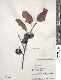 Diospyros virginiana image