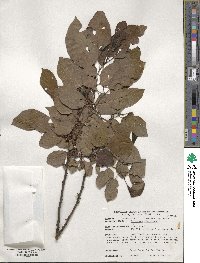 Diospyros virginiana image