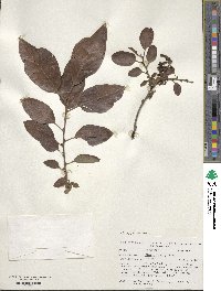 Diospyros virginiana image