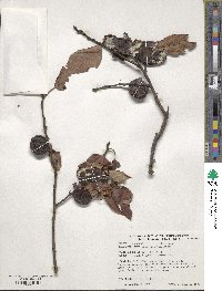 Diospyros virginiana image