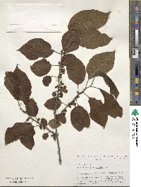 Diospyros virginiana image