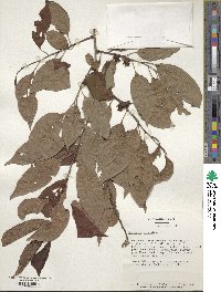 Diospyros virginiana image