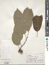 Diospyros virginiana image