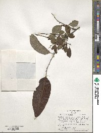 Diospyros virginiana image