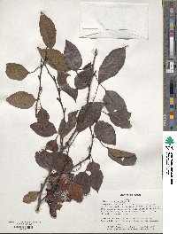 Diospyros virginiana image