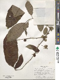 Diospyros virginiana image