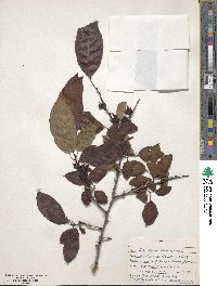 Diospyros virginiana image