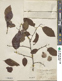 Diospyros virginiana image