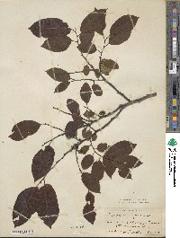 Diospyros virginiana image