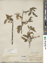 Halesia carolina image