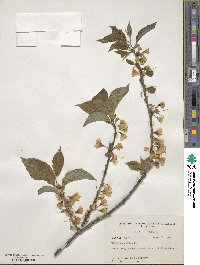 Halesia carolina image