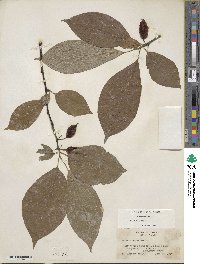 Halesia carolina image