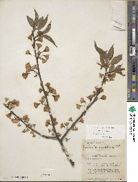 Halesia carolina image