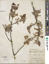 Halesia carolina image