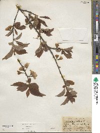 Halesia carolina image