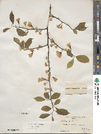 Halesia carolina image