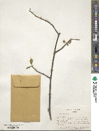 Halesia carolina image