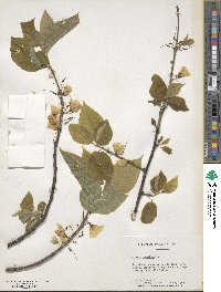 Halesia carolina image