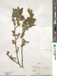 Halesia carolina image