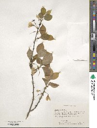 Halesia carolina image