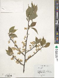 Halesia carolina image