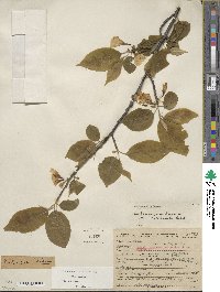 Halesia carolina image