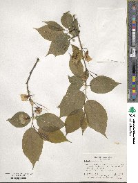 Halesia carolina image