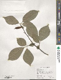 Halesia carolina image