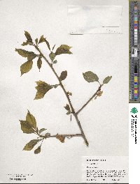 Halesia carolina image