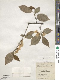 Halesia carolina image