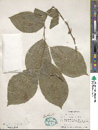 Halesia diptera image