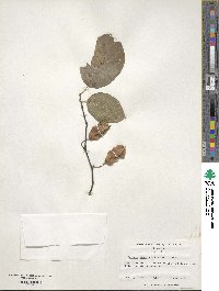 Halesia diptera image