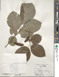 Halesia diptera image