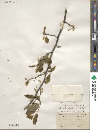 Halesia diptera image