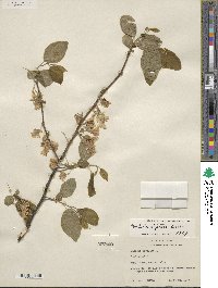 Halesia diptera image