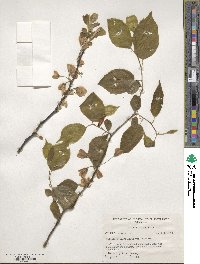 Halesia diptera image