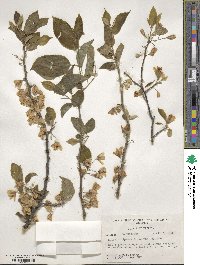 Halesia diptera image