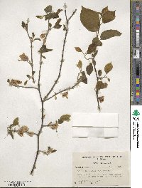 Halesia diptera image