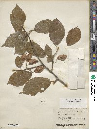 Halesia diptera image