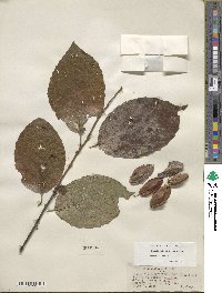 Halesia diptera image